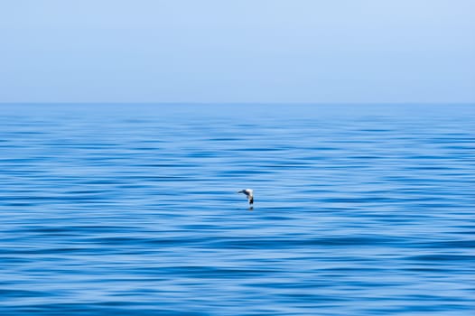 Flying seagull over surface of the sea