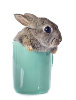 European rabbit in teacup