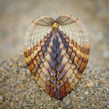 Symmetry of sea shell on the beach