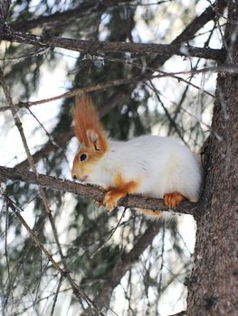 winter white squirrel 