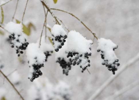 Black Elder Berries Covered With Fresh Snow