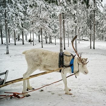 White single horned  reindeer in sledge
