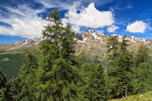 Trentino - high Pejo valley