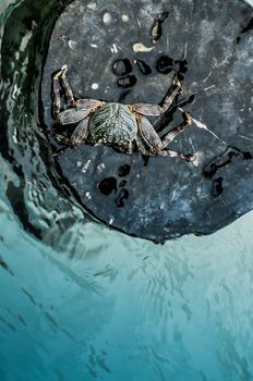 Crab on Log