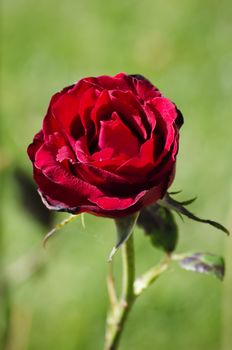 Single Rose Flower Over Natural Green Background 
