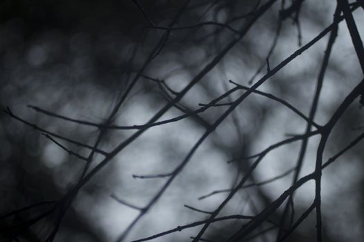 Haunting tree branches and atmospheric winter night sky 