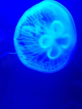 closed up the jellyfish in aquarium