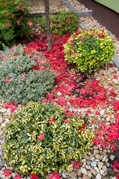 autumn colors composition in home garden