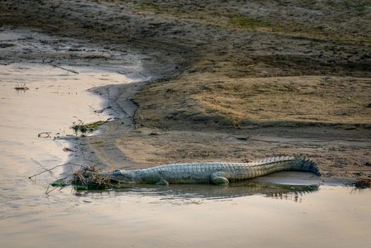 Crocodile in Chitwan, Nepal