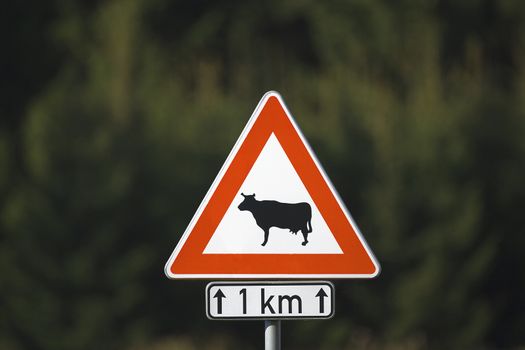 traffic sign warning for cows