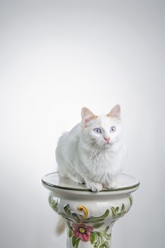 Cat staring on white