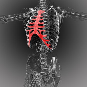 3d render medical illustration of the sternum and cartilage