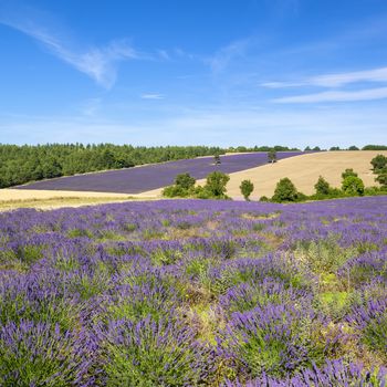 View of Lavender field in Provence, France