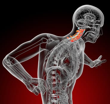 3d render medical illustration of the cervical spine
