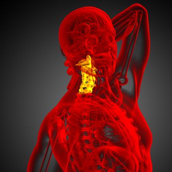 3d render medical illustration of the cervical spine 