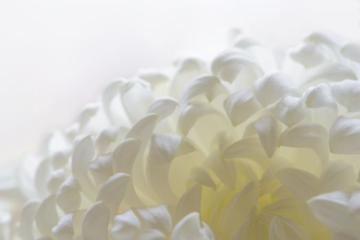 Close Up Image of the Beautiful White Chrysanthemum Flower