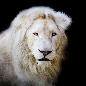 White africa lion