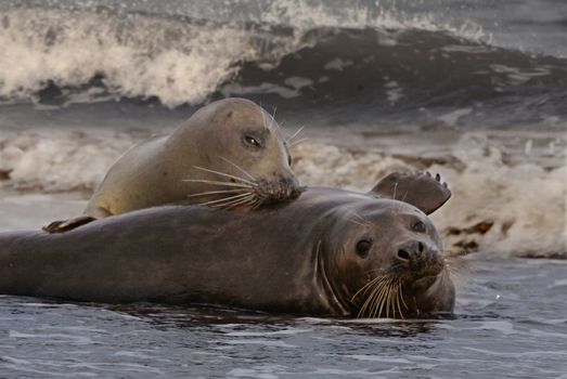 Female Seal seeks attention