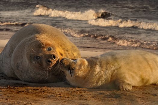 Grey Seal close to her Pup