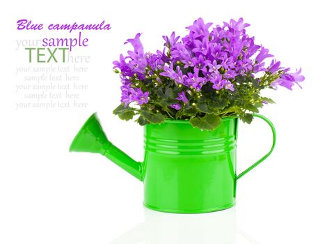 blue campanula flower in a green water-pot isolated on white.