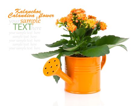Kalanchoe flower in a orange water-pot isolated on white 