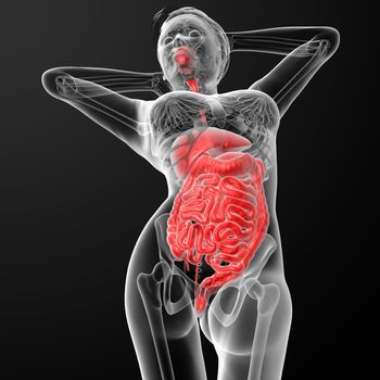 3d render illustration of the female digestive system - bottom view