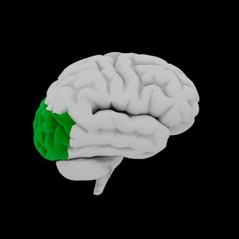 Occipital lobe - Human brain in side view
