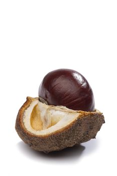 Fresh chestnut in its husk