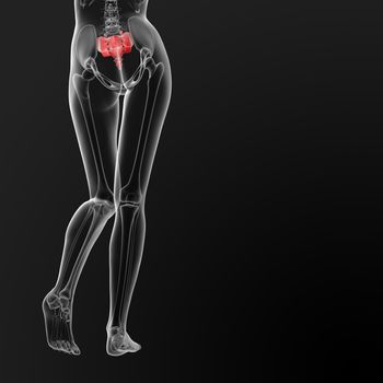 3d render illustration of the female sacrum bone - back view