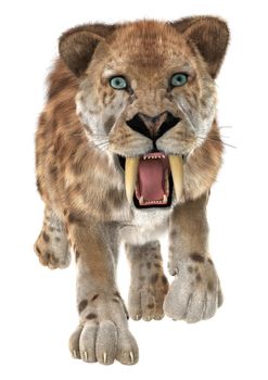3D digital render of a trotting smilodon or a saber toothed cat isolated on white background