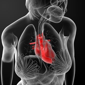 3d render female anatomy - heart