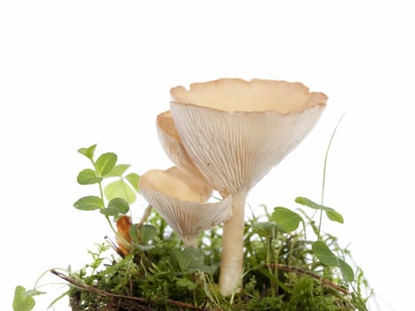 yellow inedible mushroom (Hygrophoropsis aurantiaca) on white