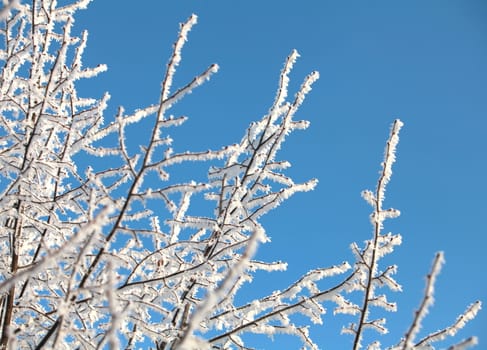 frost trees covered against the blue sky