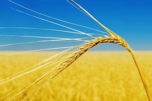 wheat ear close up and yellow field with blue sky like ukrainian
