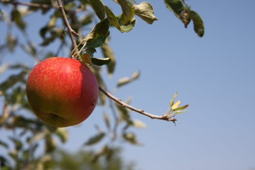 Close up of apple fruit on a branch