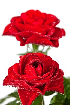 red roses with water drops 