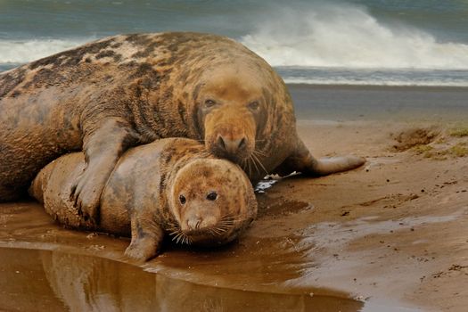 Grey Seals at Mating Time.
