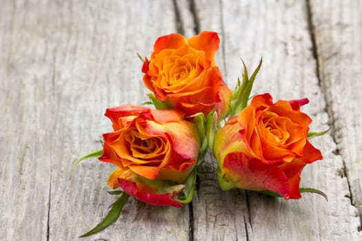 roses on old wooden background
