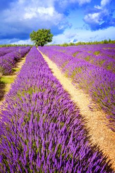 LAVENDER IN SOUTH OF FRANCE
