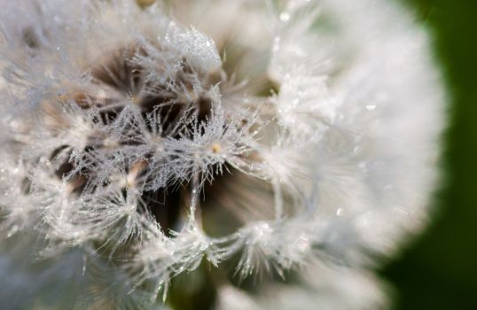 Closeup of the seeds of the dandelion flower with the drops of d