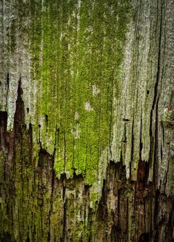 green moldy old wood