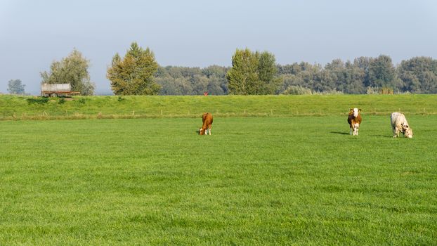 Cows grazing in dutch meadow