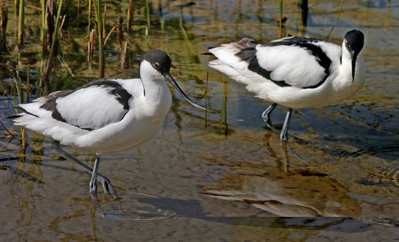 Two Avocets