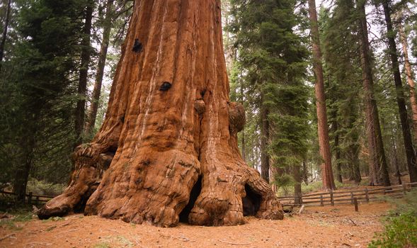 Base Roots Giant Sequoia Tree Forest California