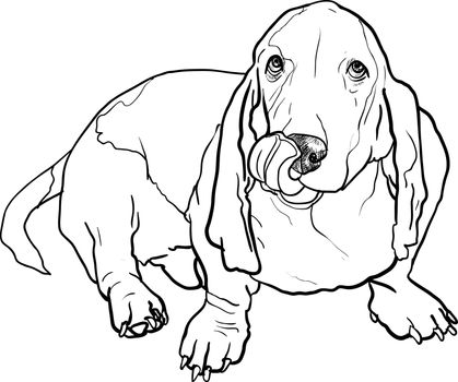 basset hound dog sitting and stick out it's tongue