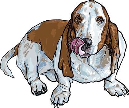 basset hound dog sitting and stick out it's tongue