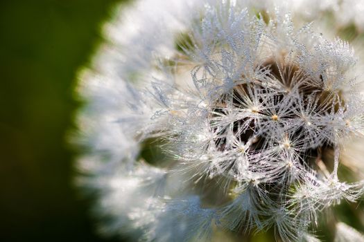 Closeup of the seeds of the dandelion flower with the drops of d