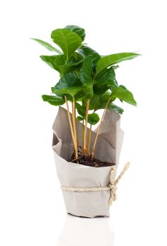 coffee plant tree in paper packaging, isolated on white backgrou
