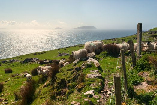 Sheep flock on green hills in Dingle, County Kerry, Ireland