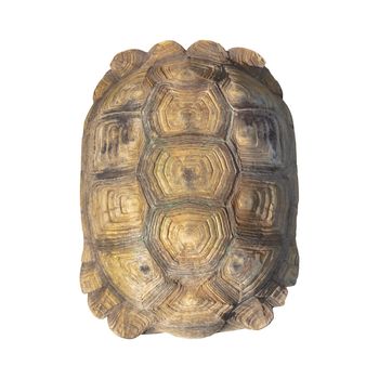 Tortoise shell brown color from giant turtle on white background